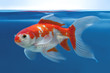Bright red and white aquarium goldfish on blue underwater background in fishtank