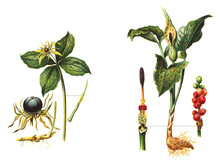 Paris Quadrifolia (left) - Arum Maculatum (right) - Poisonous Plants / Vintage Illustration From Meyers Konversations-Lexikon 1897