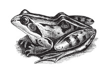 Common Frog (Rana Temporaria Oxyrrhinus) / Vintage Illustration From Meyers Konversations-Lexikon 1897 