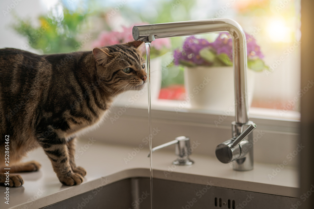 Beautiful short hair cat drinking water from the tap at the kitchen - obrazy, fototapety, plakaty 