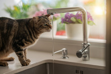 Beautiful Short Hair Cat Drinking Water From The Tap At The Kitchen