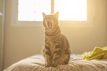 Wall Mural - Beautiful short hair cat lying on the bed at home