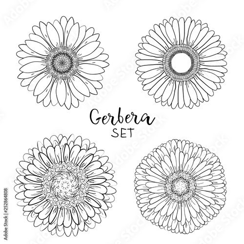 Featured image of post Gerbera Daisy Line Drawing Learn to draw the adorable bright gerber daisy flower on day 12 of the 31 days of flower drawing challenge with brittany jepsen of the house that lars
