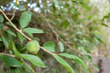 fruit of aiyu jelly tree