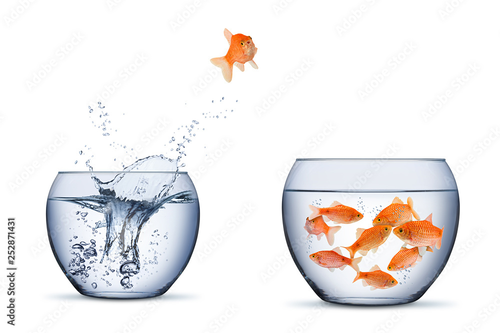 gold fish change move retrun separartion family teamwork concept jump into other bigger bowl isolated background - obrazy, fototapety, plakaty 
