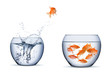 gold fish change move retrun separartion family teamwork concept jump into other bigger bowl isolated background