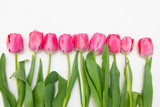 Fototapeta Tulipany - pink tulips isolated on white background
