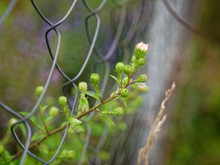 Wild White Flowers Through A Mesh Fence In Summer