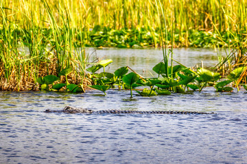 Wall Mural - Alligator in the Everglades