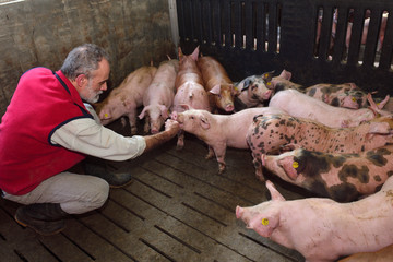 Wall Mural - farmer inside a pig farm, petting the pigs