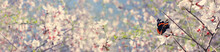 Background Of Spring Cherry Blossoms Tree And Beautiful Butterfly Collects Nectar From The Flower. Selective Focus