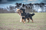 Fototapeta Psy - nice dog hovawart guarding breed from germany