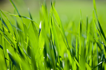 Wall Mural - Field of green grass