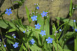 Wild flower blue color
