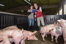 Couple Of Farmers With A Digital Tablet On A Pig Farm