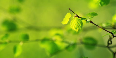 Wall Mural - New birch leaves