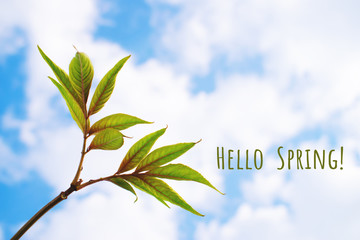 Green young tree leaves against blue sky and clouds. Copy space for text. Hello spring concept.