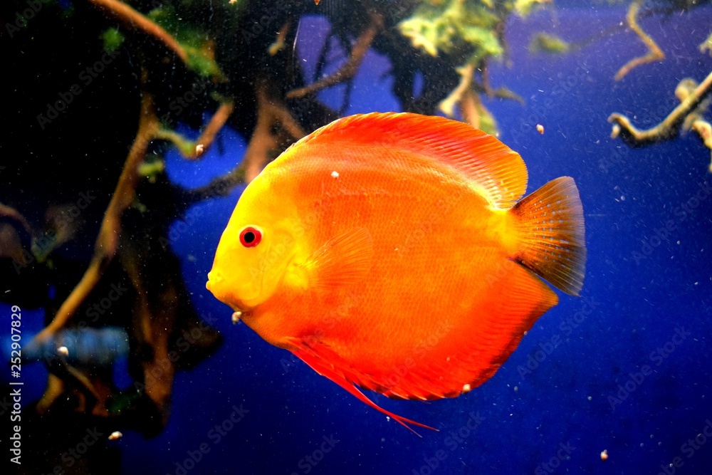 Foto de Stock Symphysodon have a laterally compressed body shape ...