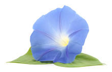 Flower Ipomoea Blue With Leaves.