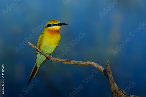 Blue-tailed bee-eater or Merops philippinus, beautiful bird perching on branc...