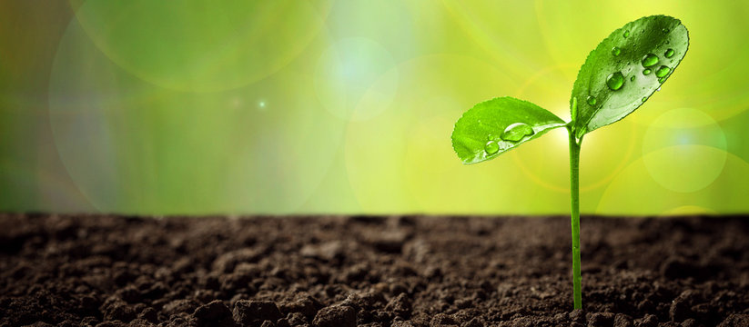 Fototapete -  - Ecology concept. Rising young fresh green sprout from ground and symbolizes the struggle for a new life.