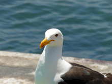 Close-up Photo Of A Seagull At A Fisher's Market
