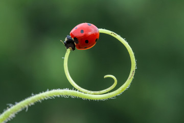 ladybug 12
