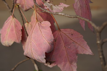 pink fall leaves in early autumn