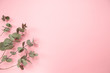 Eucalyptus branches on light pink background. Flat lay. Copy space. Gorizontal