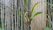 Saltamontes sobre cañas de bambu y hojas verdes