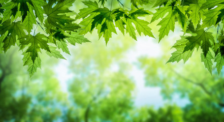 Green leaves on maple tree. Nature spring and summer background.