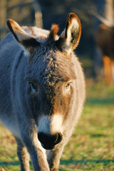 Canvas Print - Mini donkey on farm looking at camera during morning light.