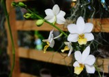 Fototapeta Storczyk - orchidea