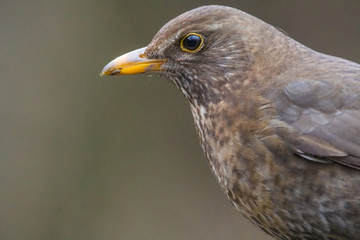 Sticker - blackbird