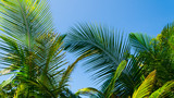 Fototapeta Na sufit - palme oceano spiaggia 