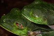 Costa Rica Reptiles