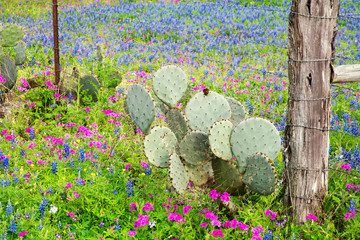 Wall Mural - Spring Wildflowers in Texas Hill Country