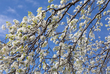 Blooming Bradford Pear Trees In Texas