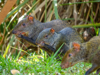 CloseUp picture of an Agouti rodent - Colombian Guatín