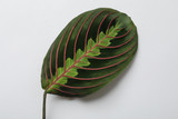 Fototapeta  - Leaf of tropical maranta plant on white background, top view