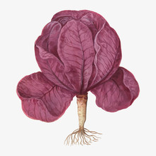Red Cabbage In Vintage Style