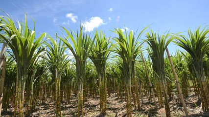 Wall Mural -  Sugarcane field in blue sky and white rolling cloud in Thailand