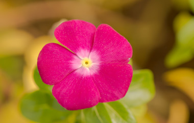 Flowers in the garden 2