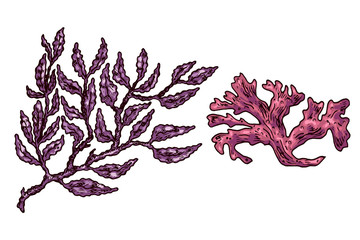 Seaweed isolated vector color sketch icon. Underwater flora, sea water seaweeds aquarium kelp and corals. Hand drawn design element for label, poster and restaurant menu design. 