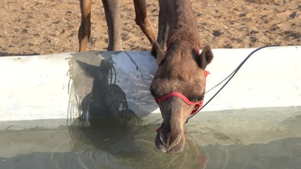 Wall Mural - Camels drink water in desert Thar during the annual Pushkar Camel Fair near holy city Pushkar, Rajasthan, India. This fair is largest camel trading fair in the world. Close up
