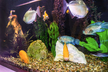 Wall Mural - close up of aquarium tank full of fish