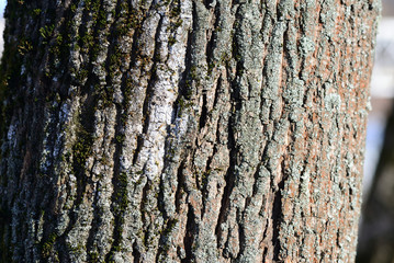 Tree bark illuminated by the sun texture background close up