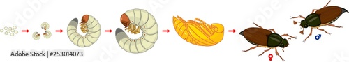 Fotografía Life cycle of cockchafer
