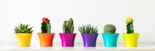Various Flowering Cactus And Succulent Plants In Bright Colorful Flower Pots In A Row Against White Wall. House Plants On White Shelf Panoramic Web Banner.