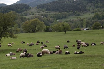 herd of sheep in green meadow. artvin/turkey